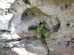 Heuchera missouriensis