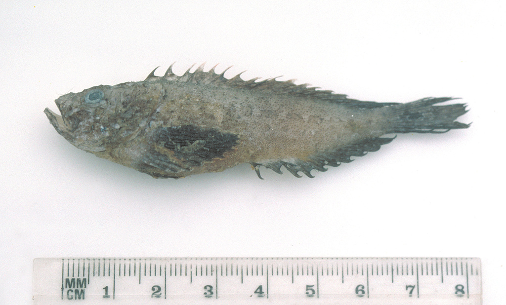 Dusky Velvetfish