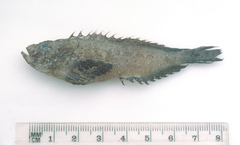 Aploactis aspera