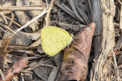 Eurema senegalensis