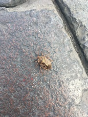 Cermatulus nasalis nasalis