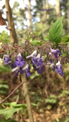Salvia plurispicata