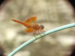 Brachythemis contaminata