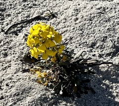 Erysimum menziesii