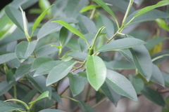 Ficus obliqua
