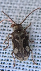 Ptinomorphus imperialis