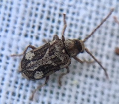 Ptinomorphus imperialis