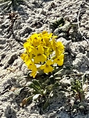 Erysimum menziesii