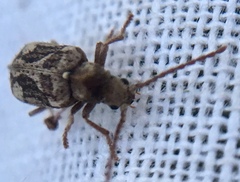 Ptinomorphus imperialis
