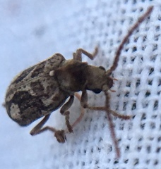 Ptinomorphus imperialis