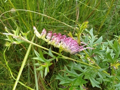 Grevillea acanthifolia