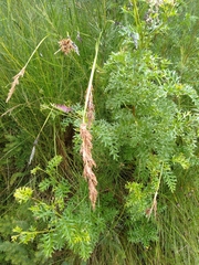Grevillea acanthifolia