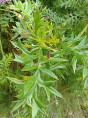 Grevillea acanthifolia