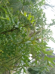 Grevillea acanthifolia