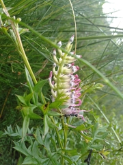 Grevillea acanthifolia