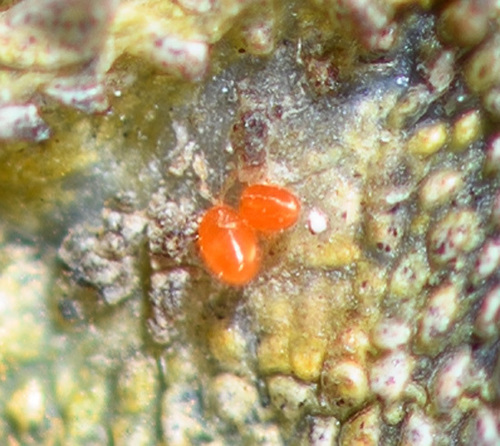 Trombidiformes