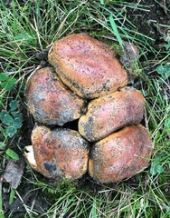 Tricholoma fracticum