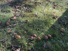 Tricholoma fracticum