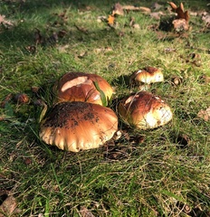 Tricholoma fracticum