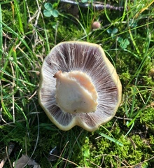 Tricholoma fracticum