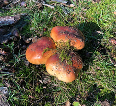 Tricholoma fracticum