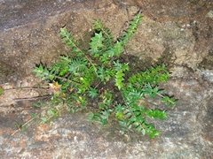 Epacris reclinata