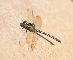 Hemigomphus