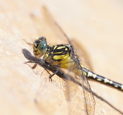 Hemigomphus