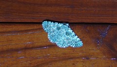 Aeolochroma subrubescens