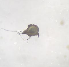 Podospora setosa