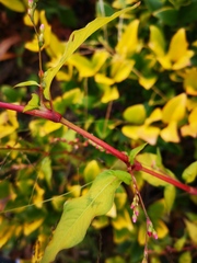 Persicaria pubescens