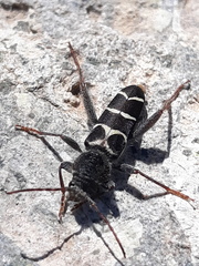 Neoclytus caprea