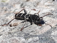 Neoclytus caprea