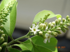 Citharexylum berlandieri