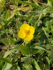 Eschscholzia lobbii