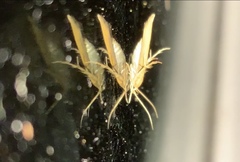 Stathmopoda skelloni