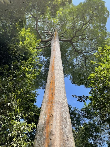 Alstonia angustiloba, photograph 5