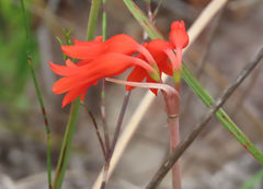 Cyrtanthus staadensis