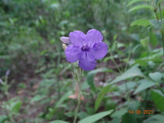 Ruellia occidentalis