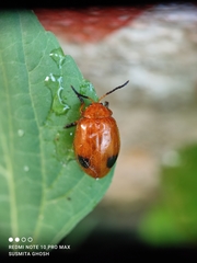 Oides palleata