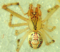 Theridion punctipes