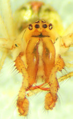 Theridion punctipes