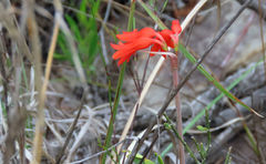 Cyrtanthus staadensis