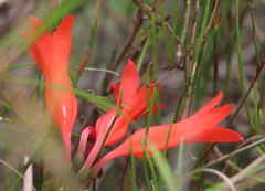 Cyrtanthus staadensis