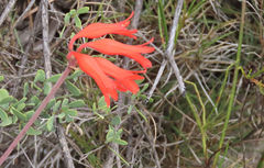 Cyrtanthus staadensis