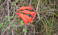 Cyrtanthus staadensis
