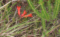 Cyrtanthus staadensis