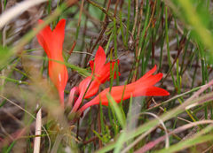 Cyrtanthus staadensis