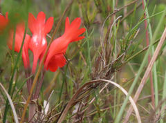 Cyrtanthus staadensis