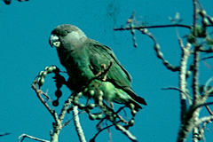 Poicephalus cryptoxanthus cryptoxanthus